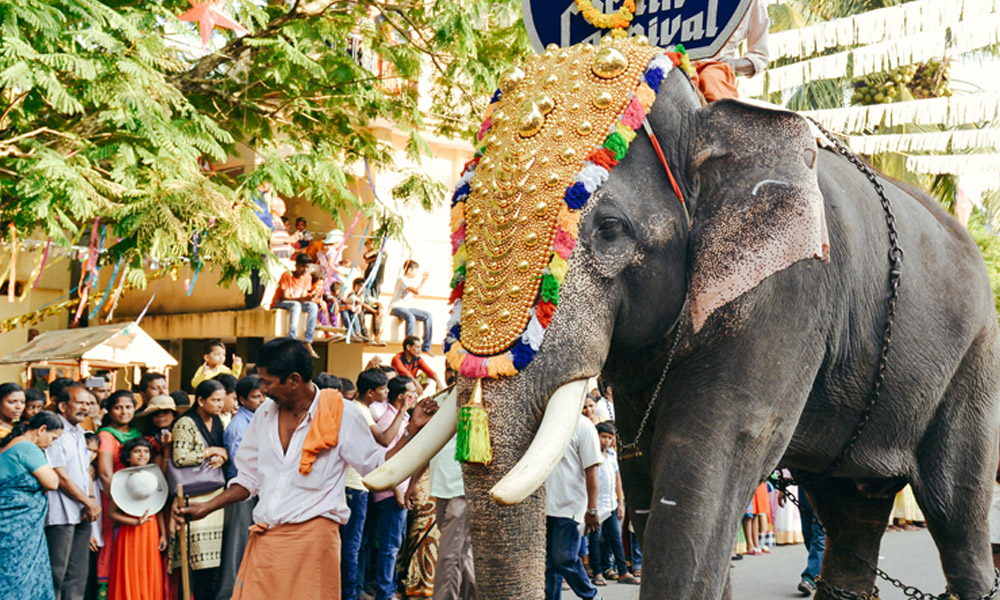 Festival elephant
